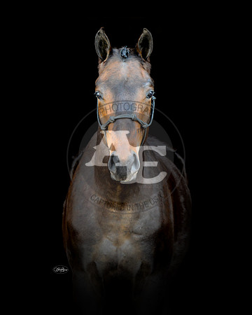 Indy_PSU2_4493