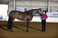 26. Amateur Performance Mares