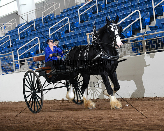 Shires_4780