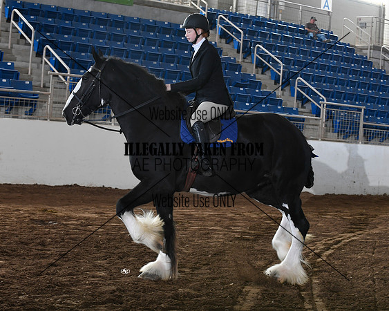 shires_6330