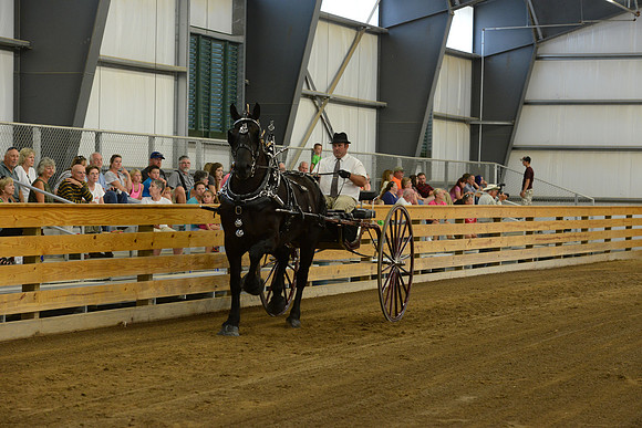 Men’s Cart_percherons-8