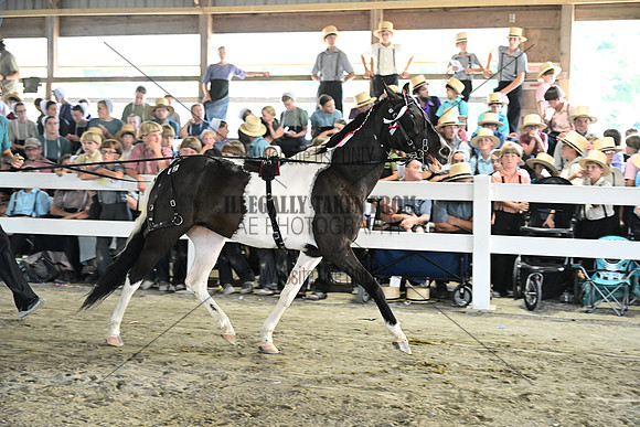 AJB_0225