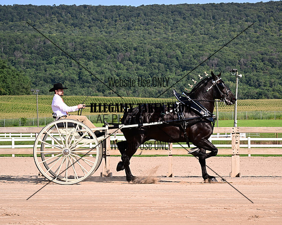 HCR_4461