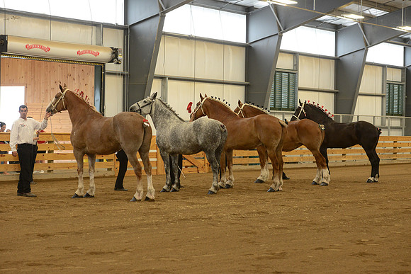Halter-31