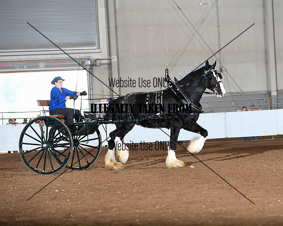 Shires_4771