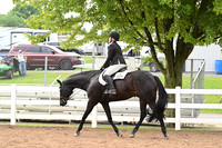 151. Senior Hunter Under Saddle