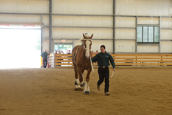 Sr. Youth Showmanship-7