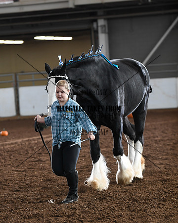 shires_5677