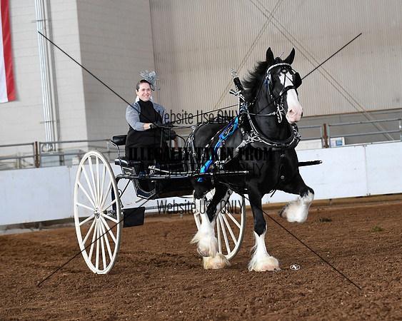 shires_5814