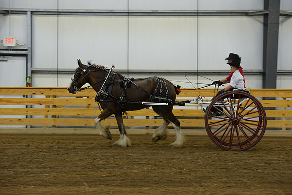 Ladies Cart_Clydesdales-4