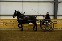 Ladies Cart_Percheron-9