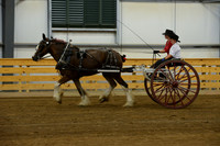 Ladies Cart_Clydesdales-1