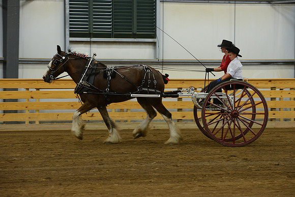 Ladies Cart_Clydesdales-1