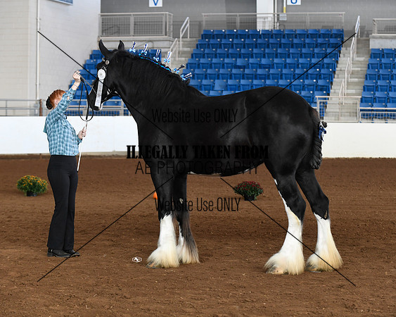 shires_5693