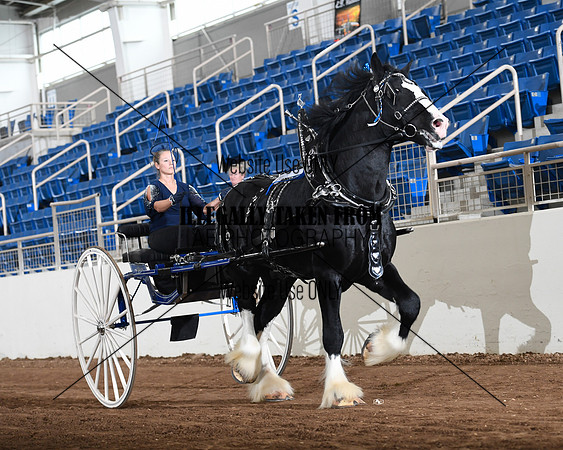 Shires_4775