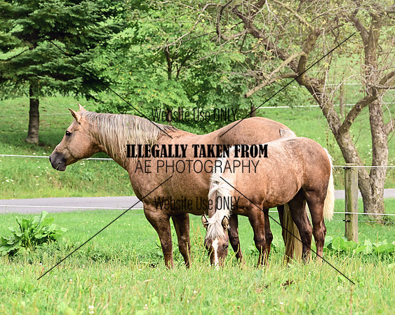 SM_3819-MareFoal