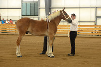 Halter-2