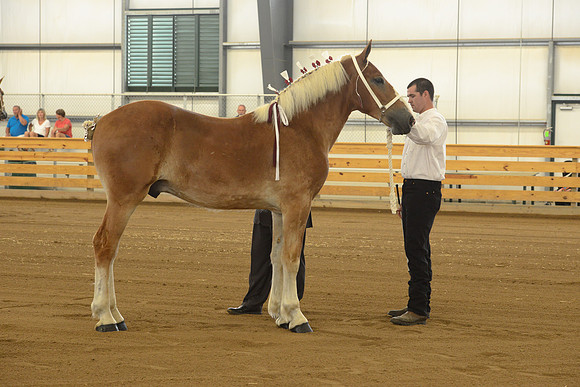 Halter-2