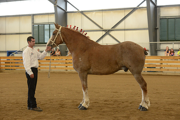 Halter-37