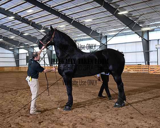 HCR_4339