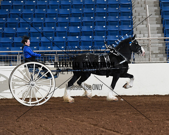 Shires_4770