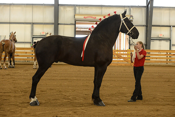 Halter-17