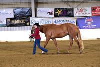 24 3 Year Old Mares