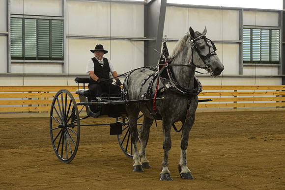 Men’s Cart_percherons-16