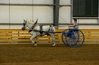 Ladies Cart_Percheron-8