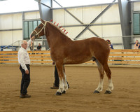 Halter-9