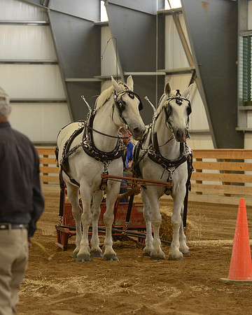 Draft Horse Feed Scurry Race-20