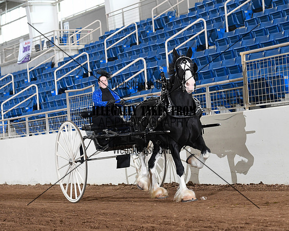 Shires_4777