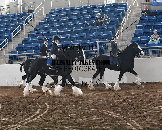 shires_6342