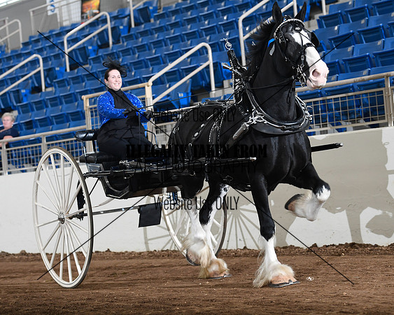 Shires_4778