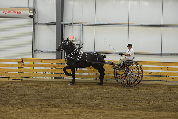 Men’s Cart_percherons-7