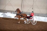 Belgian - Ladies Cart