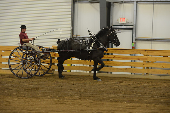 Men’s Cart_percherons-14