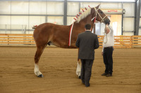 Halter-4
