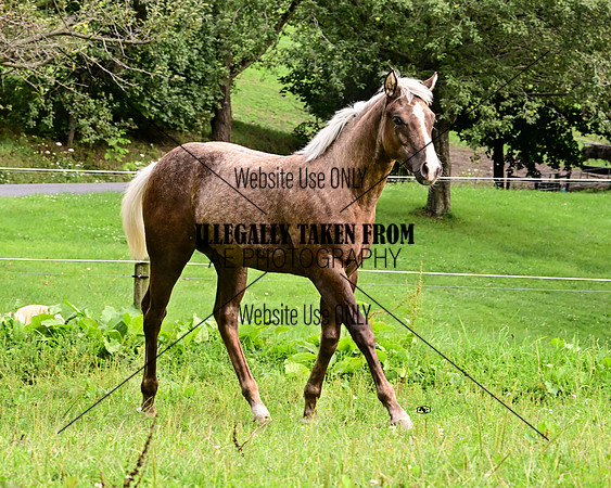 SM_3766-trot
