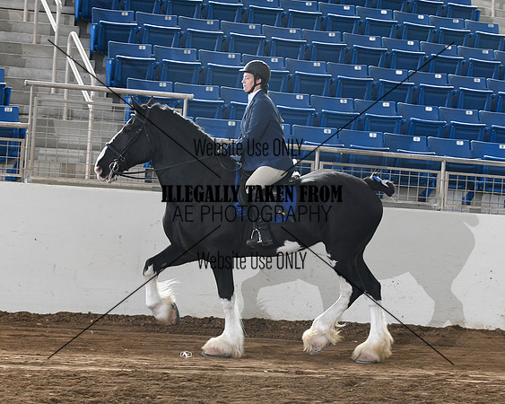 shires_6274