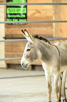 AJB_9559