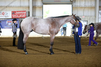 53. Youth Aged Geldings