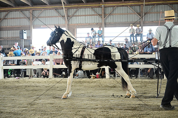 AJB_0335