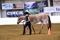 31 Amateur 3 Year Old Mares
