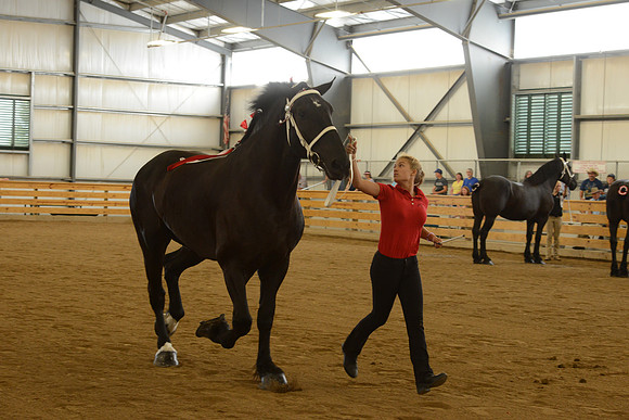 Jr. Youth Showmanship-22
