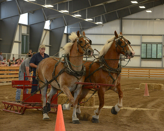 Draft Horse Feed Scurry Race-11