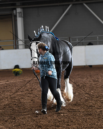 shires_5676