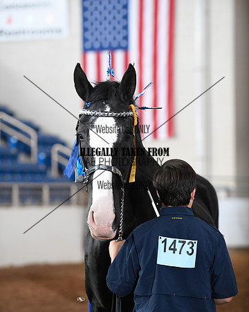 shires_5723