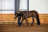 73. Open Performance Mares
