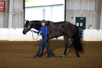 33. Performance Geldings